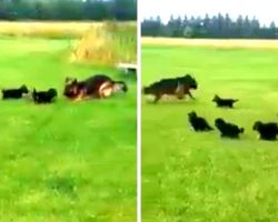 German Shepherd Mama Hatches A Clever Game To Tire Out Her Hyperactive Puppies