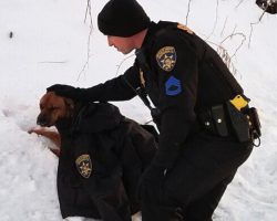 Officer Gives Up His Coat As He Awaits Help For Dog Hit By A Car