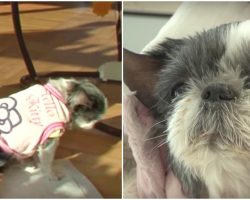 Heartsick Dog Turns Her Back When Her Name’s Called And Had 1-Wish Before She Died