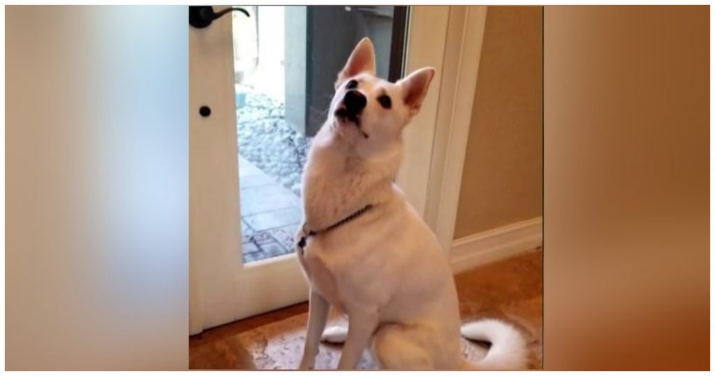 Hero Dog Won’t Stop Barking And Annoyed Dad Saw A Huge Beast Hissing At