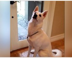 Hero Dog Won’t Stop Barking And Annoyed Dad Saw A Huge Beast Hissing At Their Door