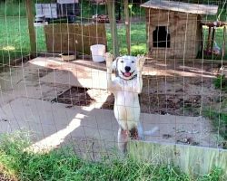 Hungry For Attention, He Wags Tail At Every Passerby, Hoping They’ll Set Him Free