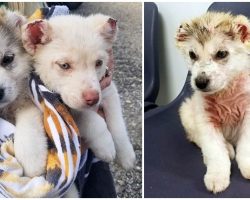 Cops On Hunt For Thug Who Cut Off Husky Pups’ Ears & Tails, Threw Them In Ditch