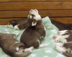 Husky Pup’s Unique Howl Was So Soothing That His Siblings Slept Right Through It
