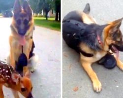 Lost Fawn Thinks Protective K9 Is His Mom, Follows Her Around & Begs For Love