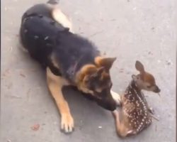 Fawn Comes Out Of The Woods And Befriends Police Dog
