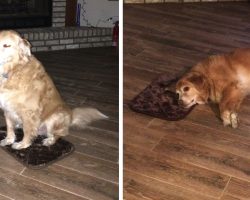 Mom Accidentally Buys Little Dog Bed, Good Boy Pretends Everything’s Okay