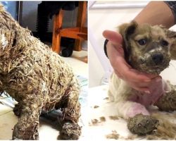 Kids Tried To Drown Puppy In Glue For ‘Fun’ And Rescuers Heard His Cries