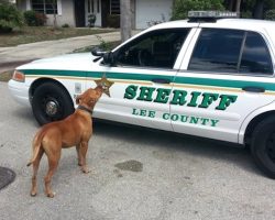 Sheriff Goes Looking For A Loose Pit Bull, The Dog Comes Right At His Car