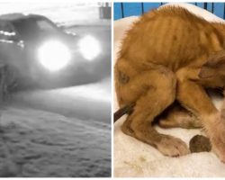 Truck Slithers Into Shelter Parking Lot In Wee Hours, Dumps Sick Puppies