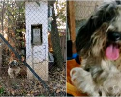 Little Chained Dog That Had To Eat Off The Ground, Is Given A Bed And Blanket