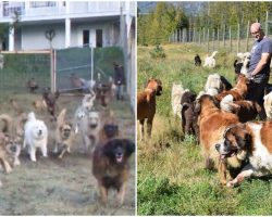 Man Adopted 45 Unwanted Shelter Dogs And Let Them Run Free For The First Tim