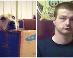 Man Chokes Dog Out Of Anger, Tries To Drown Him In Toilet & Tosses Him In Dumpster