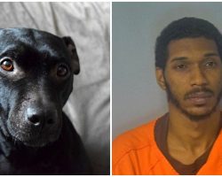 Man Gets Out On Bail After Beating Innocent Dog With A Hammer & Meat Cleaver