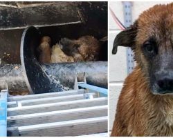 Stuck Deep Inside Meat Processing Pit, He Was Exhausted & Inches Away From Death