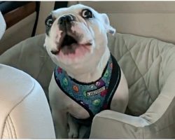 Mom Tells The Dog Park Is Closed, Pup Throws Hilarious Tantrum To Protest