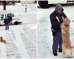 Golden Waits On Driveway Every Day To Get A Hug From His Beloved Mailman