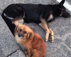 Dog Sits And Guards Injured, Pregnant Friend As Cars Continue To Fly By