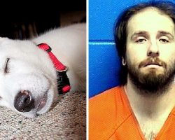 Man Allegedly Breaks Puppy’s Neck For Pooping In Crate, Puppy Twitches To Death