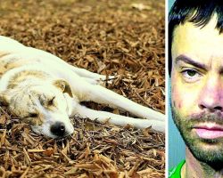 Man With 3 Prior Felonies Feeds Meth To Neighbor’s Dogs, One Of The Dog Dies