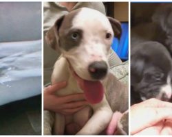 Mama Dog Badly Beaten & Shot In Leg Still Wants To Nurse Her Babies