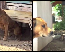 Owner Refused To Unchain ‘Vicious’ Dog For 10-Years And A Neighbor Decided To Break Him Free