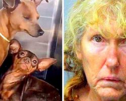 60-Yr-Old Woman Breeds & Tortures 70 Dogs, Holds Her 90-Yr-Old Husband Captive