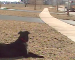 Patient Pup Waits Every Day To Help His Human Off Of The School Bus
