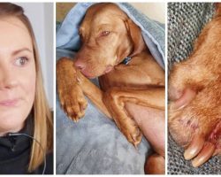 4 Days After Sores Appear On Dog, Vizsla Dies From “Alabama Rot”