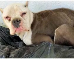 She Tucked Herself Near Woman’s Porch Hoping For A Meal, She Met Them Instead