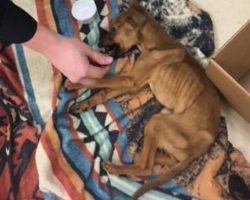 Police Officer Finds Starving And Terrified Puppy & Then He Fell In Love