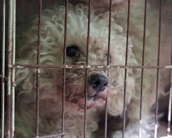 Poodles Locked In Cages 24/7, Their Eyes Expressed ‘True Joy’ When Doors Were Finally Opened