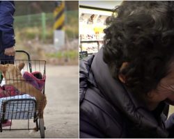 Poor Woman Takes In Paralyzed Dog No One Wants Then Has To Let Him Go