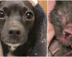 Pregnant Dog Left Behind, Then Orphan Kittens Find Themselves Without A Mom