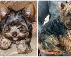 With Tears In Their Eyes, Family Holds Their Beloved Yorkie After 14 Years Apart
