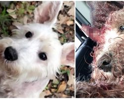 Family’s Distraught After Finding Their Dog With Throat Slit In Their Own Yard