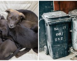 Litter Of Pups With Bloated Bellies & Ribs Protruding Discarded In Trash Can