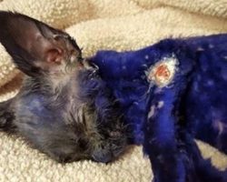 Kitten Was Dyed Purple And Thrown As Bait To Fighting Dogs