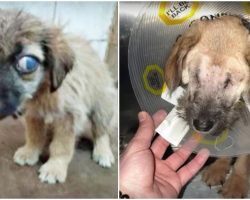 Eyeless Puppy Left Road-Side Learns What ‘Real Love’ Feels Like
