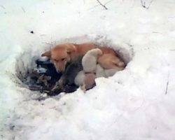 Stray Mama Dog Found Lying In Foot Of Snow, Protecting Her Babies From The Cold