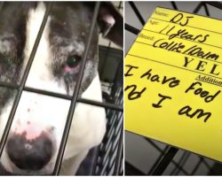 He’s Languishing At A Shelter Just Because He Barks When He’s Afraid