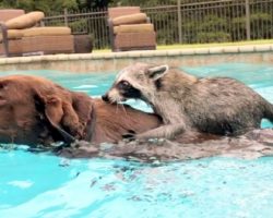 Raccoon Offers To Test Waters For Dog, Dog Returns Favor By Taking Him For Swim