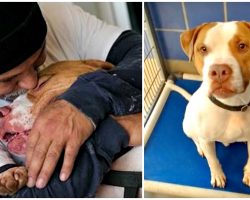 Man Leaves Dog At Shelter When Landlord Says “Give Up Your Pit Bull Or You’re Out”