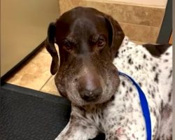 Rattlesnake Jumps Dog And Bites Him Five Times Before Owner Can Intervene