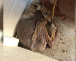 Woman Thought She Found A Homeless ‘Dog’ On Her Porch, When It “Wasn’t A Dog” At All