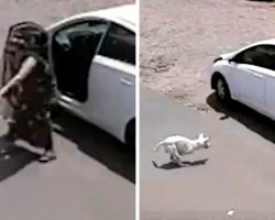 Woman Throws Disabled Dog Out Of Car, Kicks Him Face-First Into The Ground