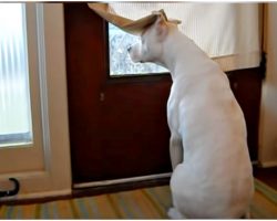 Deaf Dog Longing For His Dad Waits At Front Door During Entire Deployment
