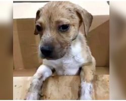 Workers Find Puppy In Trash Pile After He Somehow Survived The Compactor
