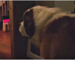 130 Pound Saint Bernard Finally Gets A Real Chance At His First Real Home