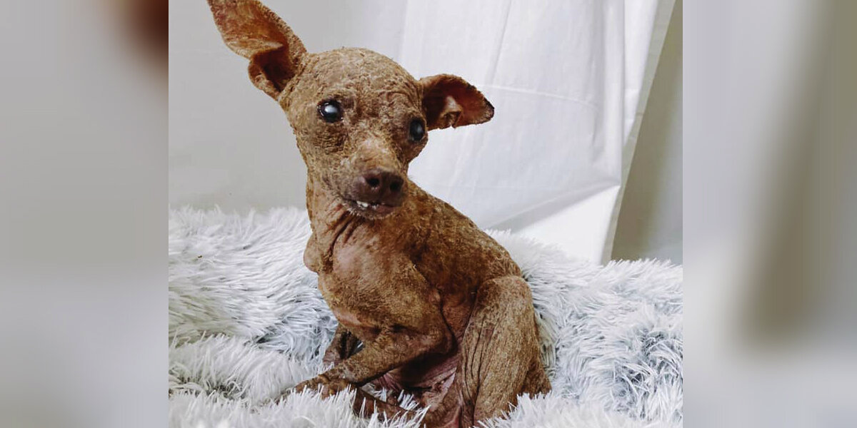 This "Little Mummy" Dog Was Unrecognizable — Until Love Brought Her Back to Life